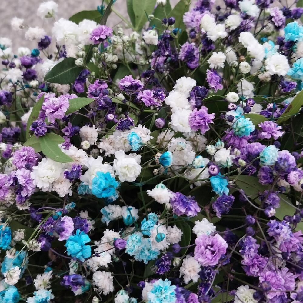 Радужная гипсофила в стильном деревянном ящике Радужная гипсофила в стильном деревянном ящике